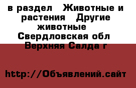  в раздел : Животные и растения » Другие животные . Свердловская обл.,Верхняя Салда г.